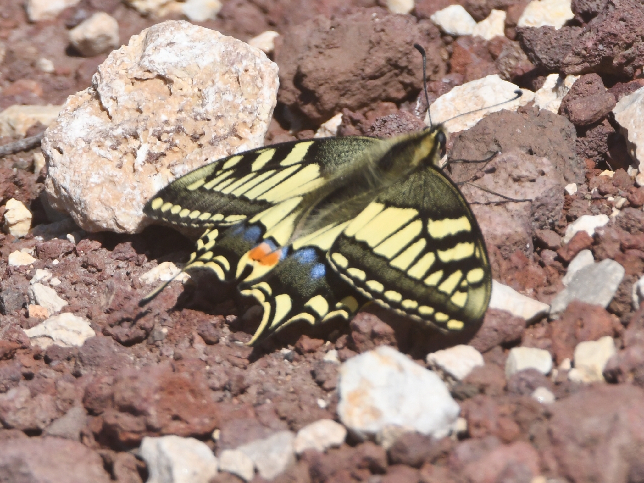 use case 2 Papilio machaon