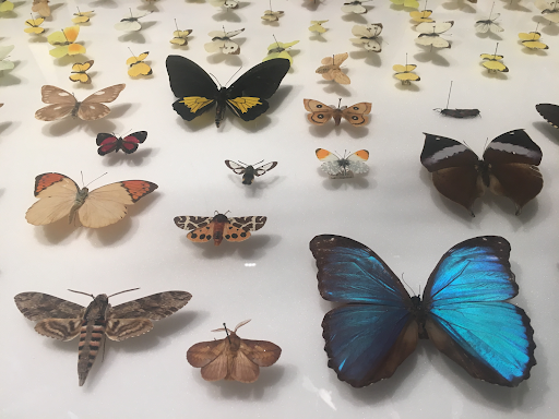 ButterflySpecimens