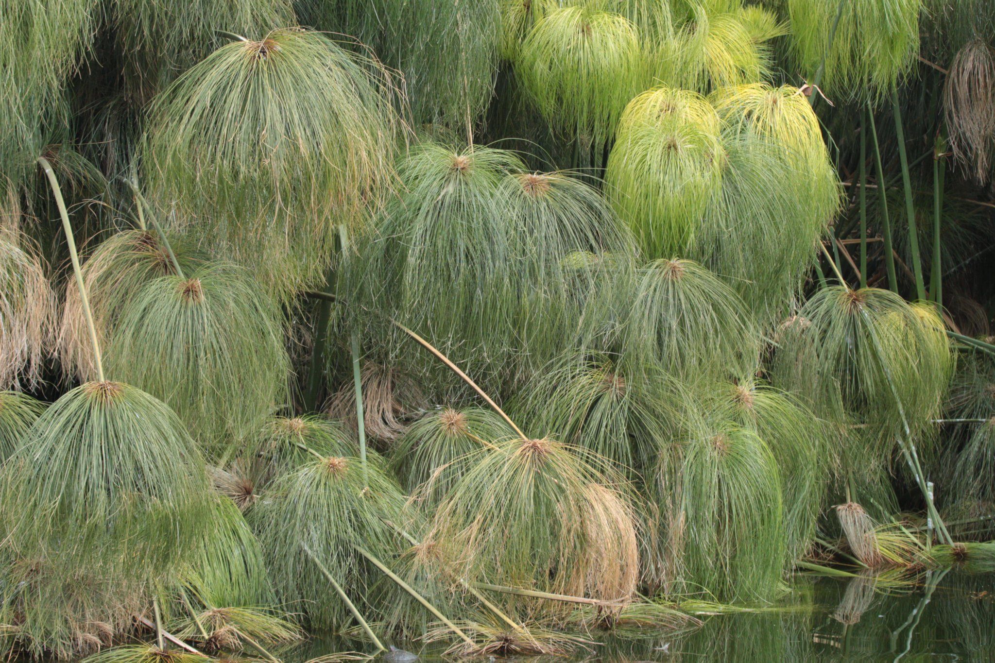 Photograph of _Cyperus papyrus_ L.